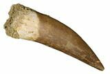 Fossil Plesiosaur (Zarafasaura) Tooth - Morocco #186200-1
